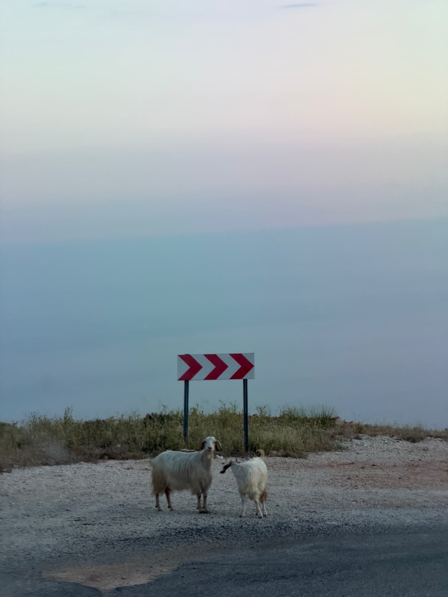 Two goats by a road sign above the sea